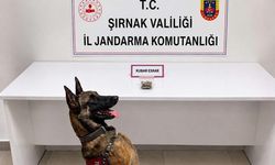 Şırnak'ta jandarmadan uyuşturucu ve aranan şahıslara operasyon: 12 tutuklama