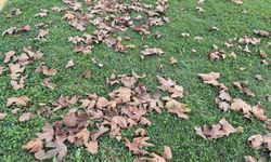 Tekirdağ'da sonbaharın renkleri yere düştü