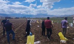 Tercan'da patates hasadı başladı