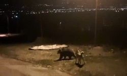 Tilkiler şehir merkezinde, ayılar köylerde görüldü