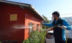 Trabzon'da kokarcaya karşı seferberlik sonuç veriyor, kokarca popülasyonu azalıyor