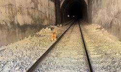 Tren, tünele giren dağ keçilerine çarptı