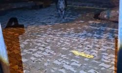 Tunceli'de bahçesine girmek isteyen yaban bomuzu vatandaşa korku dolu anlar yaşattı