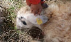 Tunceli'de kurt saldırısı: 14 koyun telef oldu