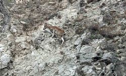Tunceli'de nesli tükenme tehlikesi altında olan dağ keçisi görüntülendi