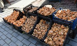 Vezirköprü'de kanlıca mantarı tezgahlarda