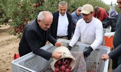 Yahyalı'da elma hasadı başladı