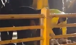 Yalova'da yağmurun durması için kurban kestiler