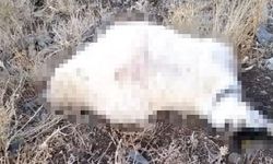 Yüksekova'da yıldırım düşmesi sonucu çok sayıda küçükbaş hayvan telef oldu