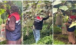 Rize'nin kivi bahçelerinde pestisit kontrolü