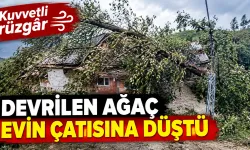 Artvin’de Kuvvetli Rüzgâr: Ağaçlar Devrildi, Hasar Oluştu
