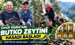 Artvin'in Butko zeytini hasadı başladı