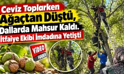 Ceviz Toplarken Ağaçtan Düştü, Dallarda Mahsur Kaldı