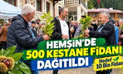 Hemşin’de 500 Kestane Fidanı Dağıtıldı: Hedef 10 Bin Fidan