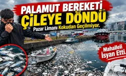 Palamut Bereketi Çileye Döndü: Liman Kokudan Geçilmiyor!