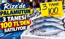 Rize’de Palamut Bolluğu: 3 Tanesi 100 TL