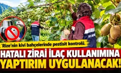 Rize'nin kivi bahçelerinde pestisit kontrolü
