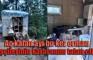 Aç kalan ayı bu kez orman işçilerinin karavanını talan etti