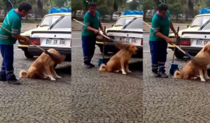 Temizlik personeli süpürgeyle sokak köpeğinin sırtını kaşıdı o anlar cep telefonuna yansıdı