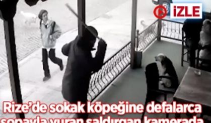 Rize'de sokak köpeğine defalarca sopayla vuran saldırgan kamerada izle