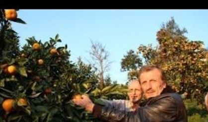 Rize Mandalinası yeniden ekonomik değer kazanıyor