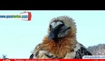 Tehlike altındaki türler arasında; Artvin’de bulundu.