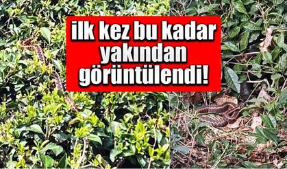 Hopa engereği yakından görüntülendi