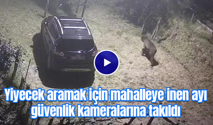 Yiyecek aramak için mahalleye inen ayı güvenlik kameralarına takıldı