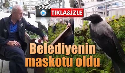 Yavru karga belediyenin maskotu oldu