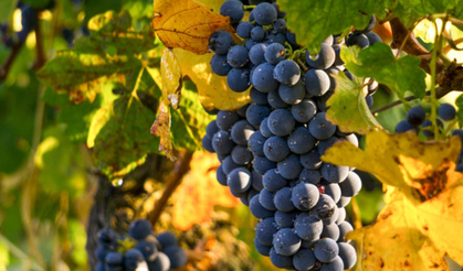 Kara siyah üzümün faydaları nelerdir ?