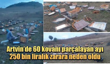 Artvin’de 60 kovanı parçalayan ayı 250 bin liralık zarara neden oldu