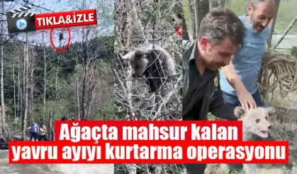 Ağaçta mahsur kalan yavru ayı kurtarıldı