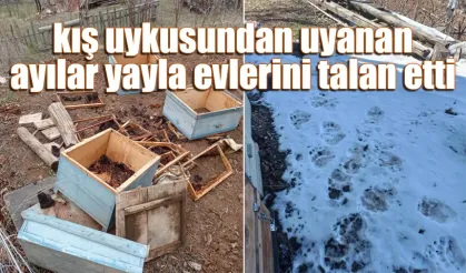 Kış uykusundan uyanan ayılar yayla evlerini talan etti