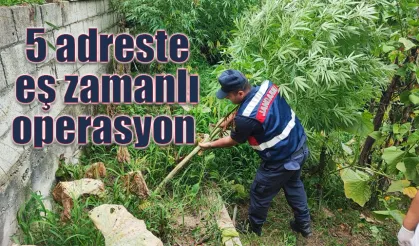 Rize'de 5 adreste eş zamanlı uyuşturucu operasyonu