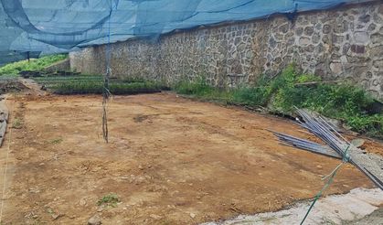 Ziraat Odası’nın yeni projesi ile çay üreticisine destek