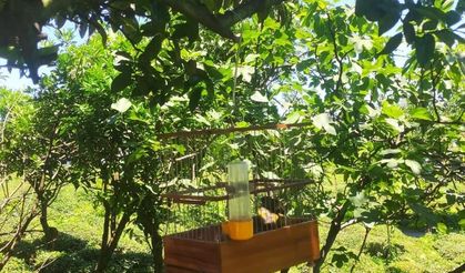 Rize'de koruma altındaki kuş türü avlarken yakalandılar