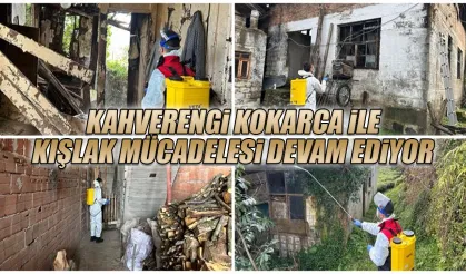 Kahverengi kokarca ile kışlak mücadelesi devam ediyor