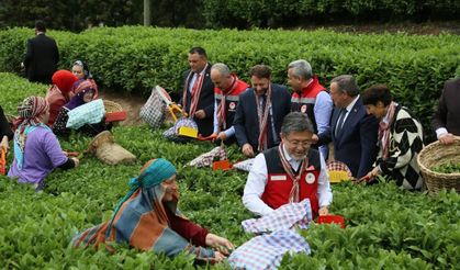 Tarım Bakanı Rize'deydi, çay kotasını açıkladı