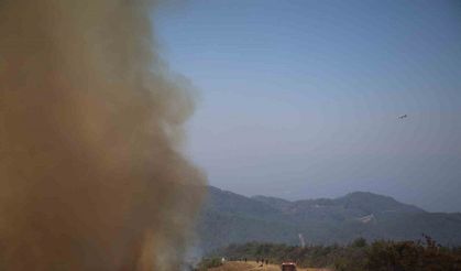 Lazkiye’deki orman yangınlarında 15 bin hektardan fazla alan kül oldu