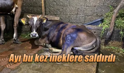 Ayı bu kez ineklere saldırdı