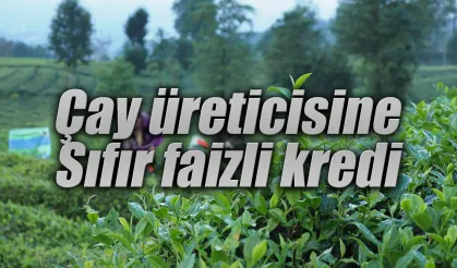 Çay Müstahsillerine Sıfır Faizli Kredi Desteği