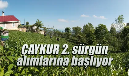 ÇAYKUR 2. sürgün yaş çay alımlarına başlıyor