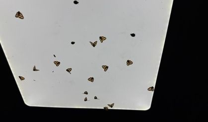 Rize’de bahçelerden sonra evlerde "vampir kelebek" istilası