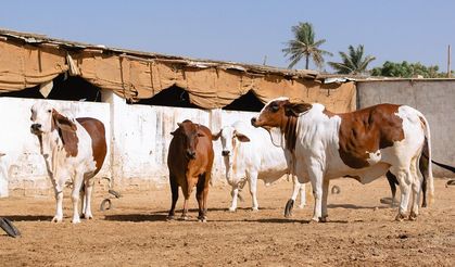 Afrika Kurban Bağışı ile Umudu Yeniden Yeşertin