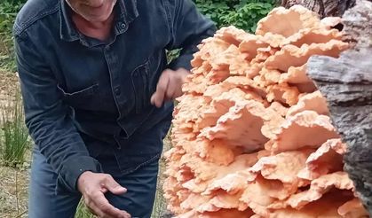 Rize'de ağaç kütüğünde devasa mantar buldular