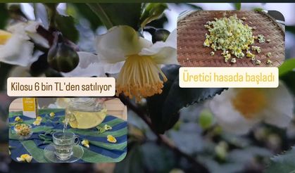 Kilosu 6 bin TL’den satılıyor, üretici hasada başladı