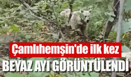 Çamlıhemşin’de ilk kez beyaz ayı görüntülendi