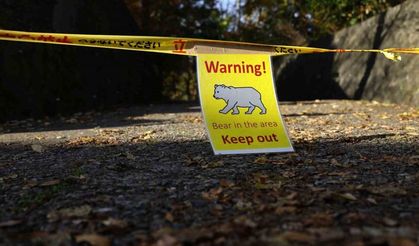 Japon firmadan turizm işletmelerine "ayı sigortası" hizmeti