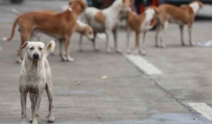 Bağdat'ta 19 binden fazla başıboş köpek itlaf edildi