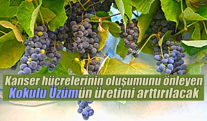 Kanser hücrelerinin oluşumunu önleyen kokulu üzümün üretimi arttırılacak